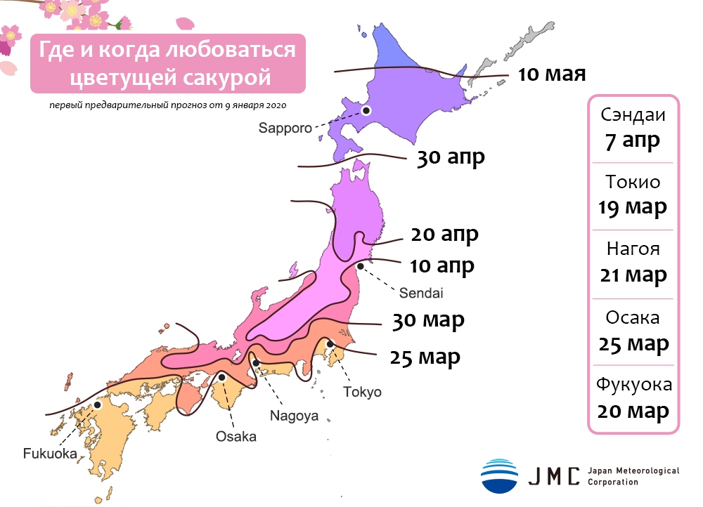 Прогноз цветения сакуры в 2020 году в Японии