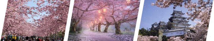 туры в Японию на цветение сакуры