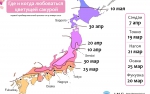 Прогноз цветения сакуры в Японии 2020