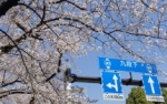 Весна пришла в Японию